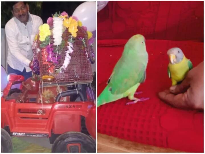 madhya pradesh viral news parrot mayna marriage news getting viral on social media marathi news Trending News : पोपट-मैनेच्या लग्नाची गोष्ट; आधी पत्रिका जुळवली, मग मिरवणूक काढून थाटामाटात पार पडला विवाह सोहळा
