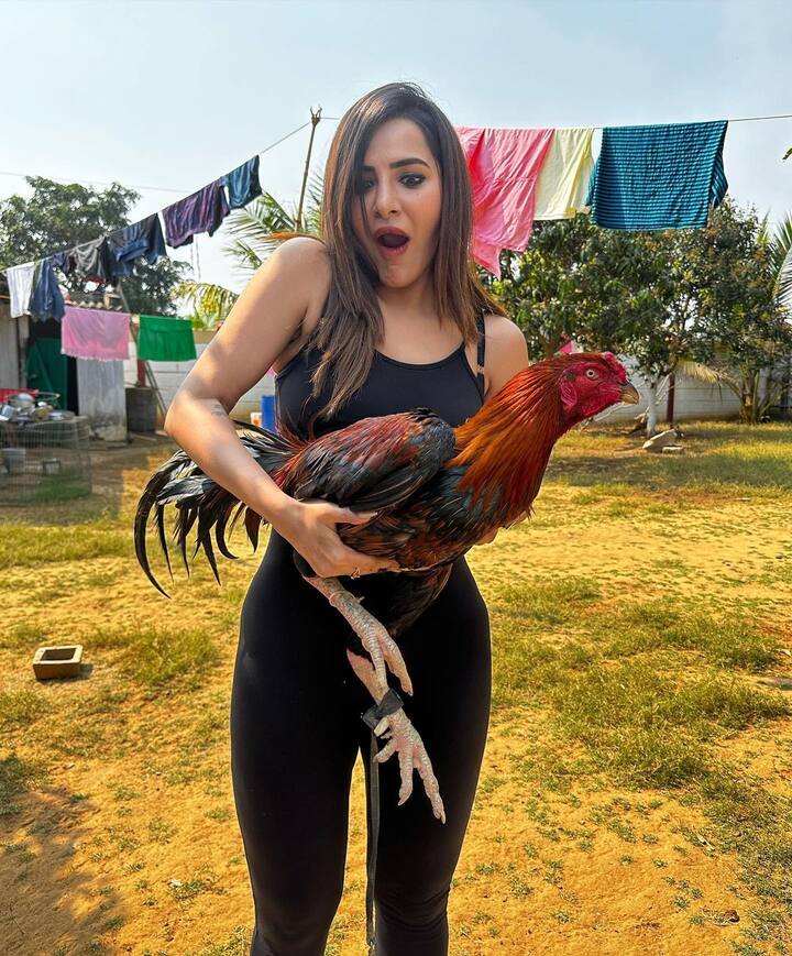 ఈసారి కోడి పుంజును ఎత్తుకుని ఫోటోలకు ఫోజిచ్చింది.  -Image Credit: Ashu Reddy:/Instagram