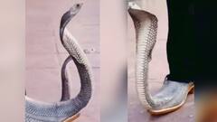 কেউটে সাপকে জুতো বানিয়ে পরেছেন ব্যক্তি! ভিডিও দেখে চোখ কপালে সকলের