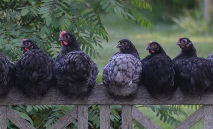 যুগ যুগ ধরে বার বার ঘুরেফিরে উঠে এসেছে এই একই প্রশ্ন। তা নিয়ে গবেষণাও হয়েঠছে বিস্তর। কিন্তু চূড়ান্ত সিদ্ধান্তে উপনীত হওয়া গিয়েছে কি! মুরগি না ডিম, কার আবির্ভাব আগে, সেই নিয়ে বিজ্ঞান কী বলছে জেনে নিন।