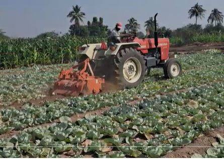 इंदापूर (Indapur) तालुक्यातील तक्रारवाडी येथील सुनील काळंगे (Sunil Kalange) या शेतकऱ्याने आपल्या 10 गुंठे कोबी पिकावर रोटावेटर फिरवला आहे. यामुळं त्यांना मोठा आर्थिक फटका बसला आहे.