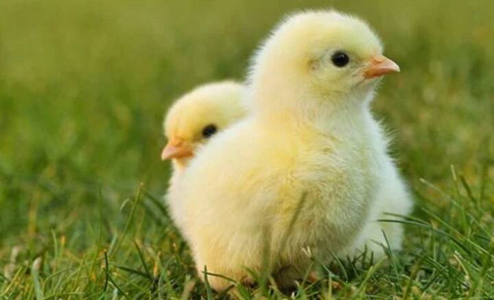 ধাঁধায় ভরা দুনিয়ায় বইয়ের পাতা, টেলিভিশন, লোকমুখে, কোথাও না কোথাও এই প্রশ্ন একবার হলেও কানে এসেছে আমাদের। কিন্তু যুৎসই উত্তর মেলেনি। আমাদের মতো সাধারণ মানুষ তো কোন ছাড়, জবাব নিয়ে সন্তুষ্ট হতে পারেননি জ্ঞানীগুণীরাও।