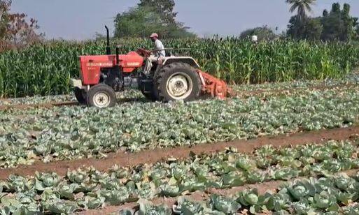 Cabbage : कोबीचा उत्पादन खर्चही निघणं कठीण, शेतकऱ्यानं कोबीवर फिरवला रोटावेटर