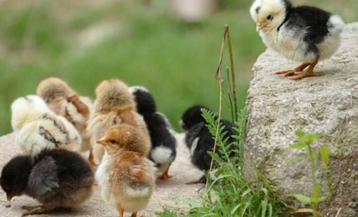 মেরুদণী প্রাণীর বিবর্তনের ইতিহাসে ডিমের ভূমিকা গুরুত্বপূর্ণ বলে মত প্রাণী বিজ্ঞানীদের। তাঁদের মতে, জলের থেকে বেরিয়ে স্থলভূমিতে প্রাণেরসঞ্চার ঘটার সঙ্গে ডিমের সংযোগ রয়েছে।