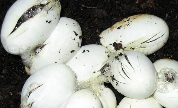 পার্মিয়ান এবং জুরাসিক যুগের মধ্যবর্তী সময়ে ডায়নোসরের অস্তিত্ব ছিল পৃথিবীতে। এখনও পর্যন্ত ডায়নোসরের প্রাচীনতম ডিমের যে নমুনা পাওয়া গিয়েছে, তা পরীক্ষা করে দেখা গিয়েছে, ওই সব ডিমের বাইরের আস্তরণ অত্যন্ত পাতলা ছিল। মেরে কেটে ১০০ মাইক্রন, মানুষের চুলের মতো সূক্ষ্ম। তবে আকার দেখে বলা যায়, সেগুলো যথেষ্ট অনমনীয় ছিল।