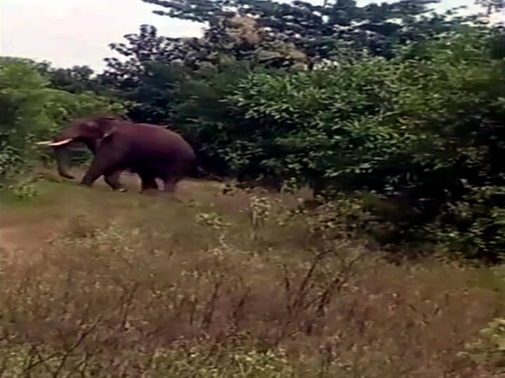 Palani: Farmers are worried as wild elephants have entered the farmlands near Palani and damaged the crops TNN பழனி அருகே பயிர்களை சேதம் செய்த காட்டுயானை - விவசாயிகள் கவலை