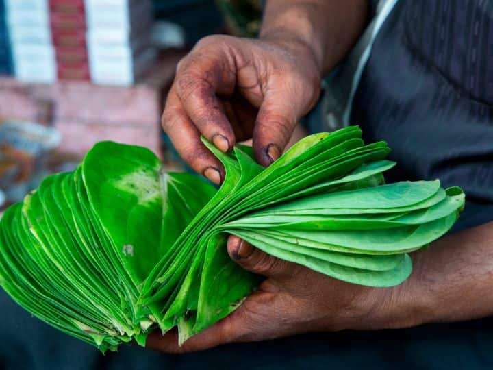 Betel Leaf Help To Control Uric Acid Know Other Health Benefits पान का पत्ता यूरिक एसिड को कंट्रोल करने में मददगार, इसके और भी कई फायदे, जानें कैसे करें सेवन?