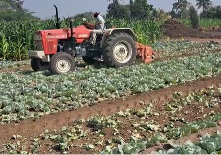 Agriculture News : खर्च 25 हजार हाती मात्र काहीच नाही, इंदापूरच्या शेतकऱ्यानं कोबीवर फिरवला रोटावेटर  