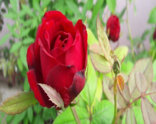 Rose  : गुलाबाचा 'गंध' वाढला, व्हॅलेंटाईन वीकमुळं दरात वाढ