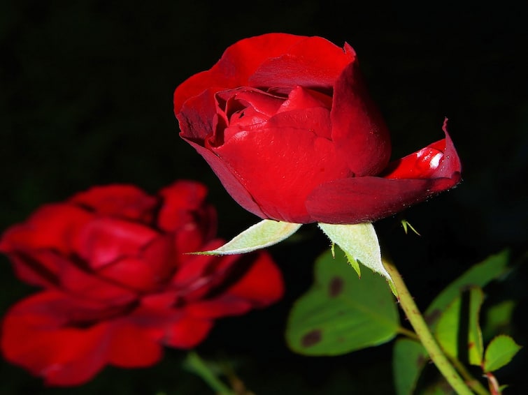 Valentine Day  Rose cultivators farmers earn Profit During valentine week by selling Rose on 50 times more price Rose Price : गुलाबाचा 'गंध' वाढला, व्हॅलेंटाईन वीकमुळं दरात वाढ; शेतकऱ्यांना होतोय फायदा