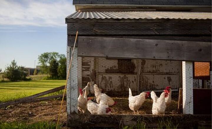 তবে বিতর্কের শেষ এখানেই নয়। কারণ প্রশ্ন এখানে ডায়নোসরের ডিম নিয়ে নয়, মুরগির ডিম নিয়ে। বর্তমানে যে প্রাণীকে মুরগি বলে চিনি আমরা, তার বিবর্তন ঘটেছে লাল বনমুরগির উপপ্রজাতি থেকে, আজ থেকে প্রায় ৫ কোটি বছর আগে। দক্ষিণ এশিয়ার মানুষ প্রথম সেগুলিকে পুষতে শুরু করেন, ১৬৫০ থেকে ১২৫০ খ্রিস্টপূর্বের মধ্যে। তার শেষ পূর্বপুরুষের ডিমের ভ্রূণ ছিল ভিন্ন। সেই ভ্রূণ পূর্ণতা পেয়ে যে ডিম পাড়ে, সেটিই শক্ত খোসাযুক্ত প্রথম ডিম বলে মনে করেন বিজ্ঞানীদের একাংশ। এই তত্ত্ব সঠিক হলে, ডিমের আগে মুরগিরই আবির্ভাব ঘটে পৃথিবীতে।