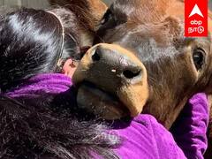 Cow Hug Day : இனிமே பிப்.14 காதலர் தினம் இல்ல.. “Cow Hug Day