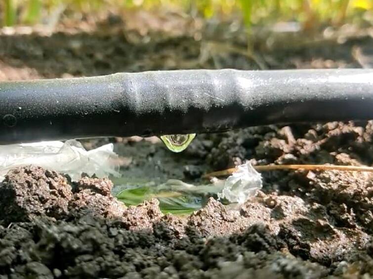 Maharashtra Agriculture News Farmers Use Drip irrigation to sorghum crop in Osmanabad Drip irrigation : दिलासादायक ! शेतकरी 'ज्वारी'ला करतायेत ठिबक सिंचन, भूमच्या पाथरुड शिवरात वापर