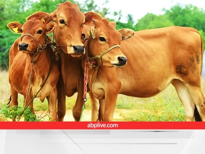 animal treatment  in Chhattisgarh Helpline number will be issued Helpline For Animals: यहां हेल्पलाइन पर नंबर घुमाइए, डॉक्टर पशु के इलाज के लिए तुरंत घर पहुंचेगी, ये है खास प्लान