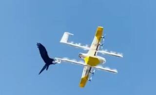 Viral Video: ਕੌਫੀ ਡਿਲੀਵਰ ਕਰਨ ਆਏ ਡਰੋਨ ਨੂੰ ਲੈ ਕੇ ਉੱਡ ਗਿਆ ਕਾਂ! ਵੀਡੀਓ ਦੇਖ ਕੇ ਨਹੀਂ ਹੋਵੇਗਾ ਯਕੀਨ