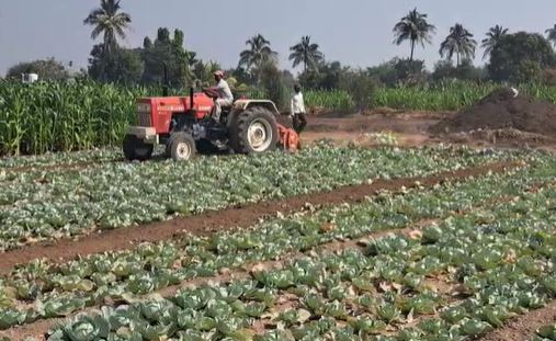 Agriculture News : खर्च 25 हजार हाती मात्र काहीच नाही, इंदापूरच्या शेतकऱ्यानं कोबीवर फिरवला रोटावेटर  