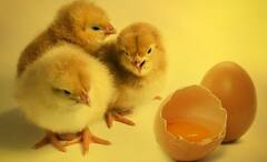 Natural Science: মুরগি না ডিম, পৃথিবীতে কার আবির্ভাব আগে, উত্তর দিচ্ছে বিজ্ঞান