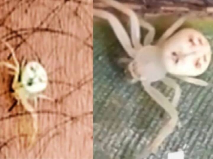 Crab Spider: दलमा के जंगलों में मिली मानवीय शक्ल की मकड़ी, लोगों ने दूसरे ग्रह का बताया, वन विभाग ने बताया पूरा सच Crab spider in Dalma forest with human face jharkhand forest department told truth ann Crab Spider: दलमा के जंगलों में मिली मानवीय शक्ल की मकड़ी, लोगों ने दूसरे ग्रह का बताया, वन विभाग ने बताया पूरा सच