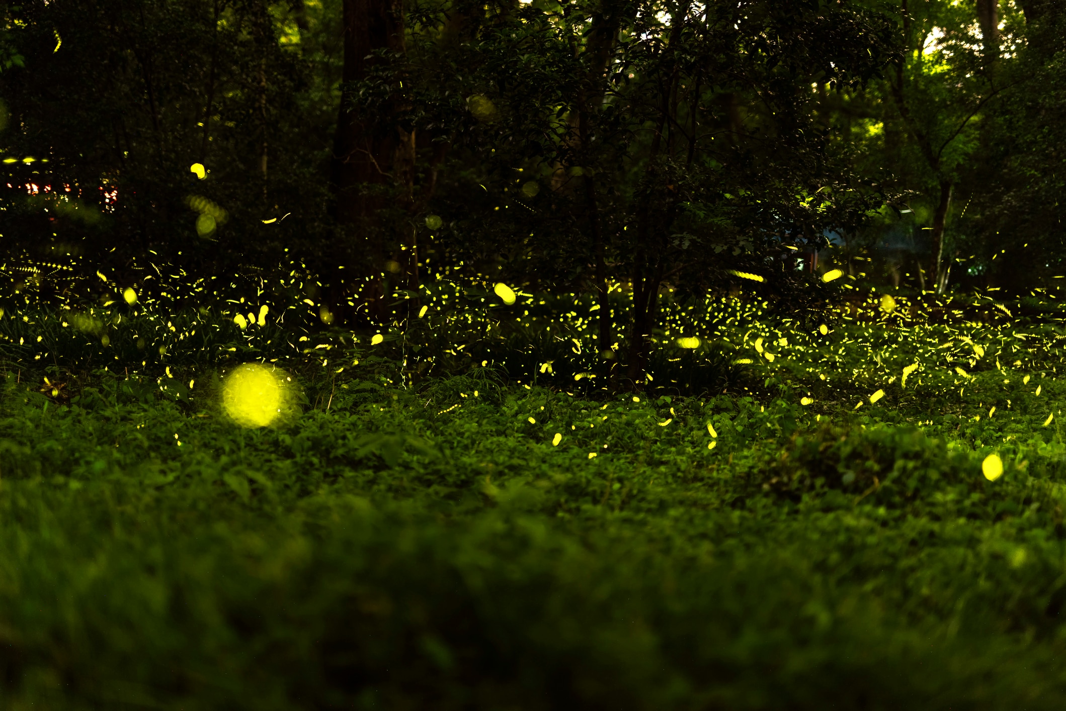 why-are-fireflies-disappearing-when-did-you-last-see-these-twinkling