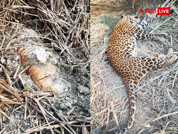 Bihar News Death of Royal Bengal Tiger and Leopard in VTR Dead Bodies Found ann Bihar News: VTR में रॉयल बंगाल टाइगर और तेंदुआ की मौत, अधिकारियों में हड़कंप, अलग-अलग जगह मिले शव