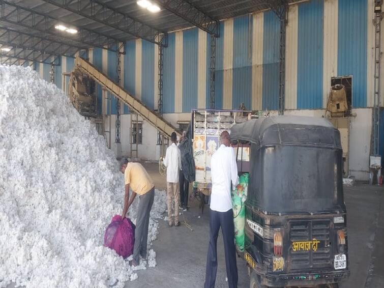 Nagpur agriculture news Due to fluctuations in the price of cotton the farmers are worried Cotton Price : बळीराजाची कापूस कोंडी? कपाशीच्या भावात चढउतार; शेतकऱ्यांना चिंता