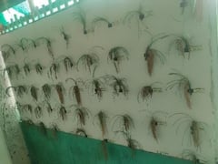 Restoring Extinct Seed Varieties And Encouraging Seed Production At Farm Gate With Sustainable Cold Chain