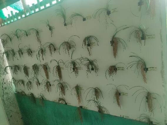 Restoring Extinct Seed Varieties And Encouraging Seed Production At Farm Gate With Sustainable Cold Chain