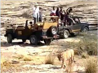 Tigers Attack: ਬਾਘ ਕਿਉਂ ਨਹੀਂ ਕਰਦੇ ਜੰਗਲ ਸਫਾਰੀ ਵਾਹਨ 'ਤੇ ਹਮਲਾ, ਖੌਫਨਾਕ ਜਾਨਵਰਾਂ ਤੋਂ ਕਿਵੇਂ ਬਚ ਜਾਂਦੇ ਹਨ ਲੋਕ? ਜਾਣੋ ਕਾਰਨ