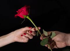 Rose : व्हॅलेंटाईन वीकमुळं गुलाबाचा गंध वाढला