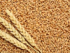 Wheat Production: เจเจฃเจ เจฆเฉ เจธเจฟเจนเจค เจตเจฟเจเจพเฉ เจธเจเจฆเฉ เจนเฉ เจเจฐเจฎเฉ, เจเจคเจชเจพเจฆเจจ เจเจเจฃ เจฆเจพ เจเจฆเจธเจผเจพ