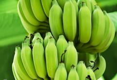 Banana : जळगावात निर्यातक्षम केळीचा प्रथमच तुटवडा