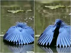 पंखों की आड़ लेकर मछलियों का शिकार करने की कोशिश कर रही पक्षी, वीडियो हुआ वायरल