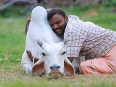 Cow Hug Day: కౌ హగ్‌ డే పై మనసు మార్చుకున్న కేంద్రం, నిర్ణయం వెనక్కి తీసుకుంటున్నట్టు ప్రకటన