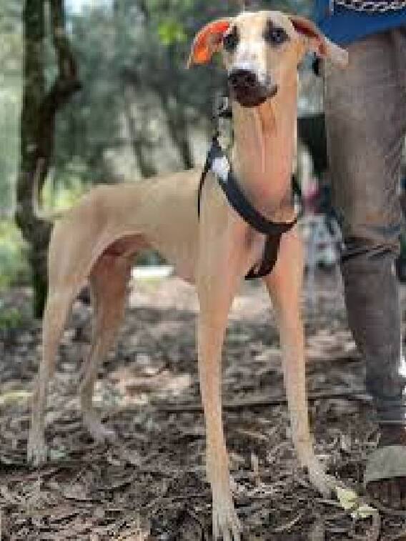 தமிழ்நாட்டின் பிரபலமான நாட்டு நாய்கள்!