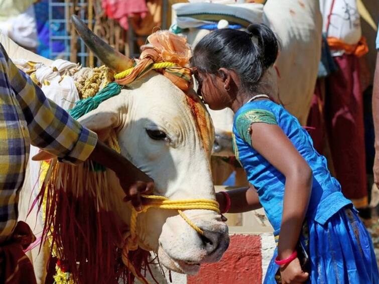 In support of the Cow Hug Day, Kerala BJP President K. Surendran welcomed it, that cows are doing more good than left government. Cow Hug Day: ”இடதுசாரி அரசை விட பசுக்கள் அதிக நன்மை செய்கின்றன”.. கேரள பாஜக தலைவரின் சர்ச்சை கருத்து..