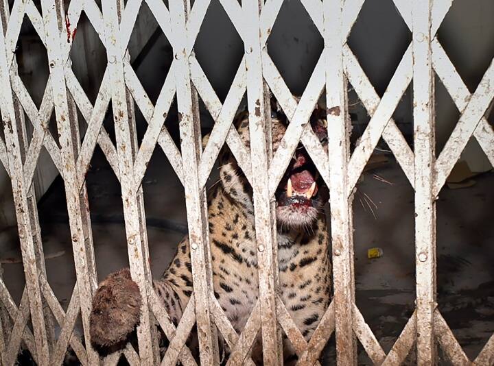 Ghaziabad कोर्ट में घुसे तेंदुए को सहानपुर शिवालिक रेंज के जंगलों में छोड़ा, 10 लोगों को किया था जख्मी leopard that entered Ghaziabad court was released in the forests of Sahanpur shivalik range Ghaziabad कोर्ट में घुसे तेंदुए को सहानपुर शिवालिक रेंज के जंगलों में छोड़ा, 10 लोगों को किया था जख्मी