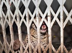 गाजियाबाद कोर्ट में घुसे तेंदुए को सहानपुर शिवालिक रेंज के जंगलों में छोड़ा, 10 लोगों को किया था जख्मी