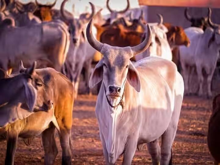 No 'Cow Hug Day' On February 14 Central Government Withdraws Appeal Cow Hug Day : गाईला मिठी मारण्याच्या आदेशातून नागरिकांची अखेर सुटका, सरकारने आदेश मागे घेतला