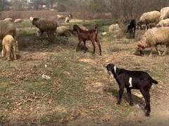 बकरी हुई गुम तो भिड़े दो गुट, एक का कत्ल और घायल