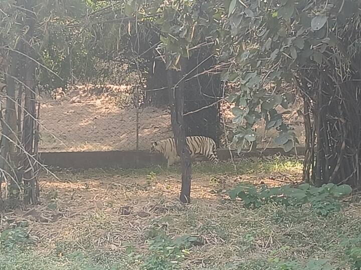 Leopard of Ratapani Sanctuary brought to Bhopal Van Vihar for Treatment ANN MP News: भोपाल वन विहार लाया गया रातापानी रिजर्व का तेंदुआ, शिकार तो करता है, लेकिन नहीं खा पाता मांस