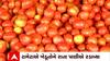 Gujarat: ખેડૂતોને ટામેટાના નથી મળતા પોષણક્ષમ ભાવ