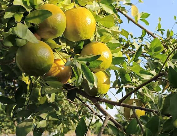 orange : आठ एकर संत्रा बागेतून 35 लाखांची कमाई