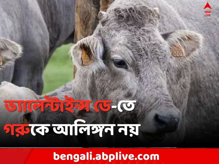 Centre Withdraws appeal to celebrate Cow Hug Day on 14 February No Cow Hug Day: ভ্যালেন্টাইন্স ডে-তে গরুকে আলিঙ্গনের নির্দেশ প্রত্যাহার কেন্দ্রের