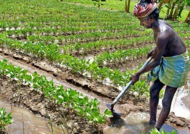 Pulses In India : இந்தியாவில் அதிகம் பருப்பு விளைவிக்கும் மாநிலங்கள் எது… தெரிஞ்சுக்கோங்க!