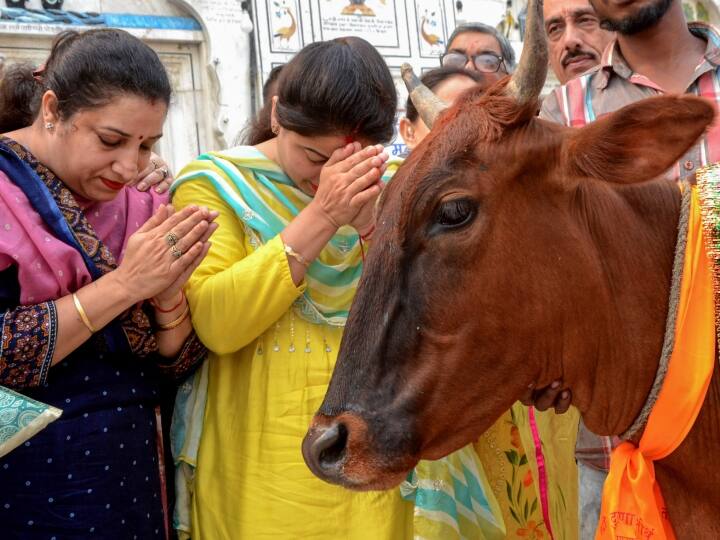 Cow Hug Day on 14th February in India Cow Hugging has many benefits many studies and research shows wellness Cow Hug Day: गाय को गले लगाने के सच में हैं कई फायदे, बस लागू होती है एक खास शर्त, जानिए क्या है वो