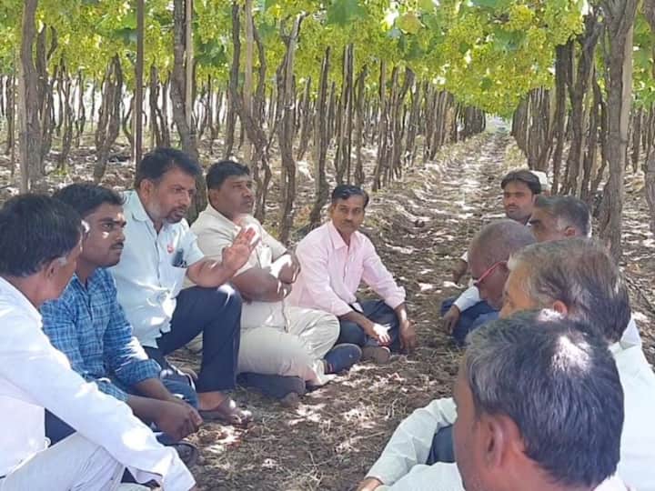 grape growers in Sangli district cheated 47 lakh know about What do you do to avoid fraud Sangli News : सांगली जिल्ह्यात द्राक्ष उत्पादक शेतकऱ्यांना 47 लाखांचा गंडा; फसवणूक टाळण्यासाठी काय कराल?