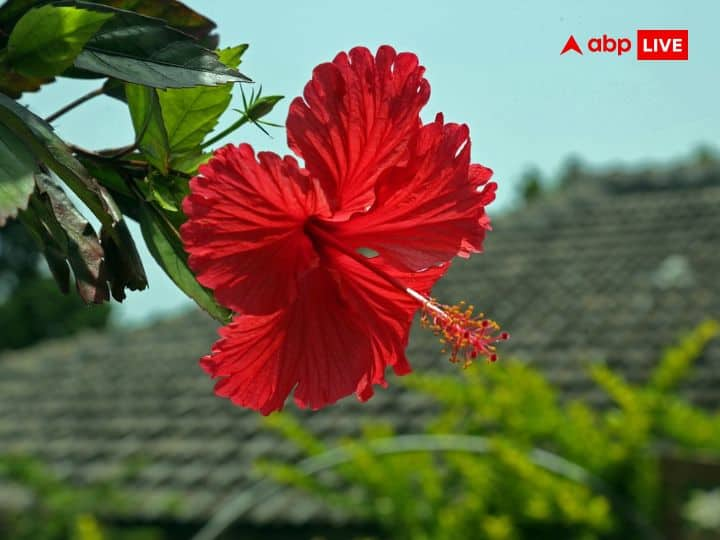 Vastu Tips for Hibiscus Plant: वास्तु शास्त्र में आर्थिक तंगी से छुटकारा पाने के कई उपाय बताए गए हैं. इसमें गुड़हल के पौधे से जुड़ा उपाय बहुत आसान और लाभकारी माना जाता है.