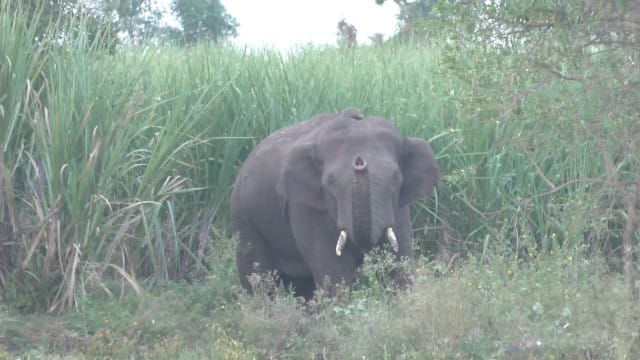 தருமபுரி அருகே காட்டு யானையை வனப் பகுதிக்குள் விரட்டிய வனத்துறை