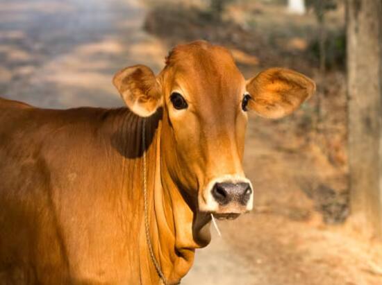 cow-hug-day-or-valentine-day-animal-welfare-board-of-india-withdraws-appeal Cow Hug Day Or Valentine's Day: ਸਰਕਾਰ ਨੇ 14 ਫਰਵਰੀ ਨੂੰ 'ਕਾਓ ਹੱਗ ਡੇ' ਮਨਾਉਣ ਦੀ ਅਪੀਲ ਲਈ ਵਾਪਸ