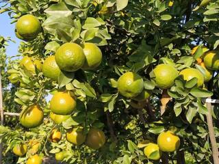 Success Story : आठ एकर संत्रा बागेतून 35 लाखांची कमाई, वाचा वाशिमच्या गोपाळ देवळेंचा यशस्वी प्रयोग   